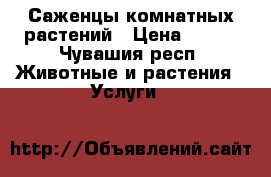 Саженцы комнатных растений › Цена ­ 100 - Чувашия респ. Животные и растения » Услуги   